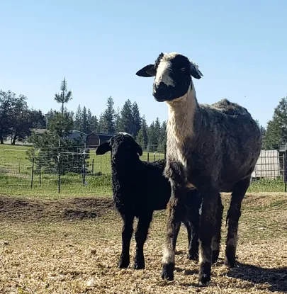 Highland Sky Farm