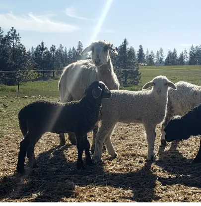 Highland Sky Farm